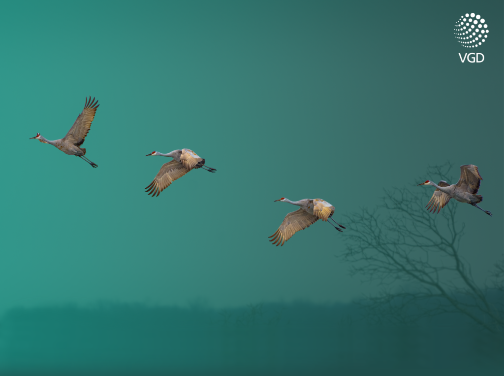 four cranes flying in the sky