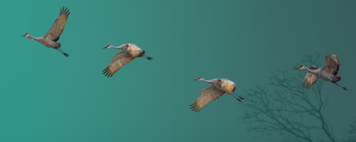 four cranes flying in the sky
